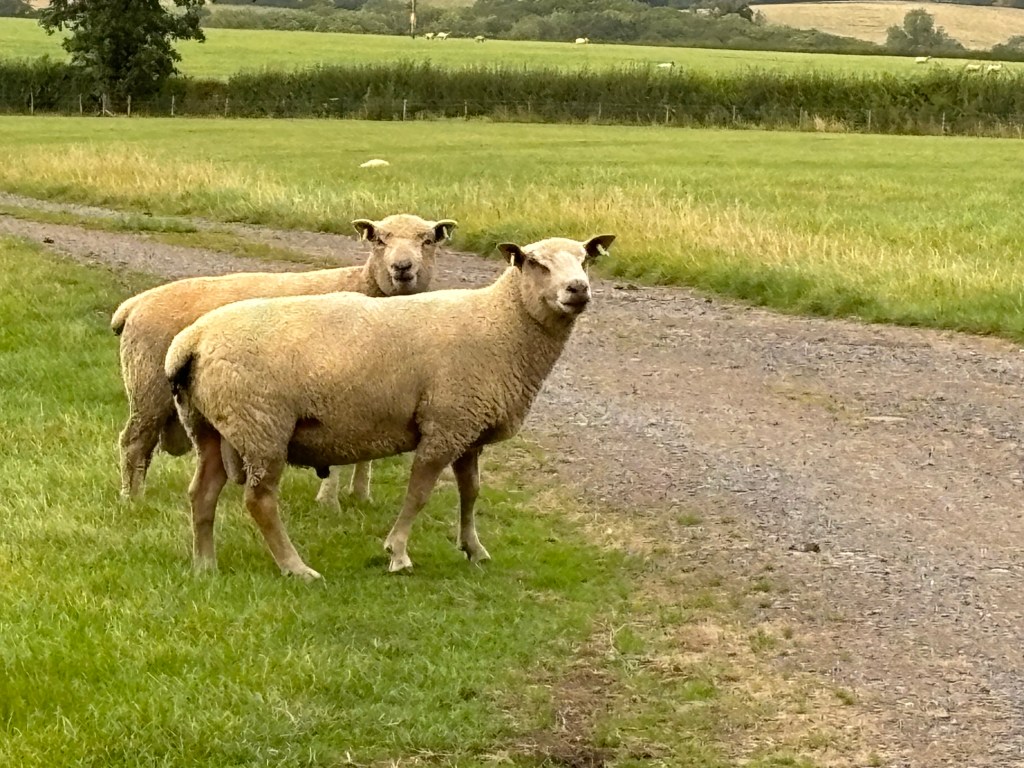 Photo 25-08-2024, 18 30 29 walk and talk therapy