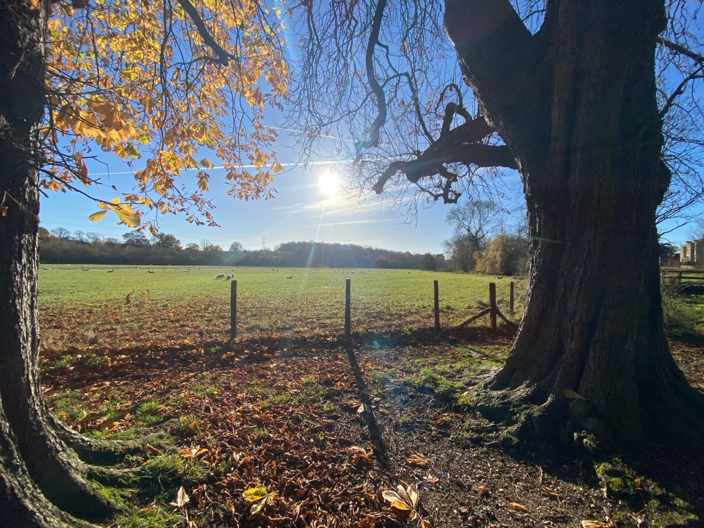 Photo 25-11-2023, 10 45 22 Walk and talk therapy